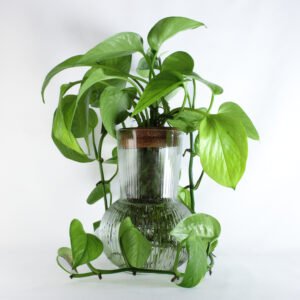 pothos-houseplant